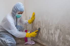 Best Environmental Consulting for Mold Prevention  in Roanoke, IL